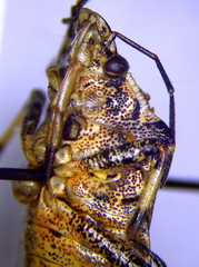 Apateticus lineolatus