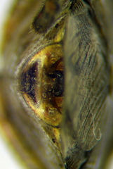 Apateticus lineolatus