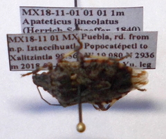 Apateticus lineolatus
