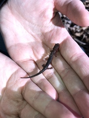 Plethodon angusticlavius