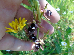 Ophrys reinholdii
