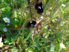 Ophrys reinholdii