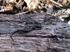 Plethodon angusticlavius