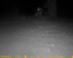 Hyaena hyaena