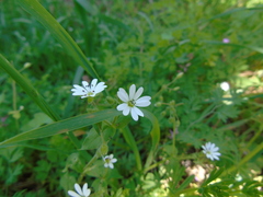 Stellaria cupaniana
