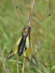 Libelloides coccajus