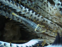 Laomenes amboinensis