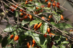 Swartzia simplex continentalis