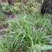 Bush Rice Grass - Photo (c) Colin Meurk, some rights reserved (CC BY-SA), uploaded by Colin Meurk