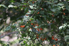 Swartzia simplex continentalis