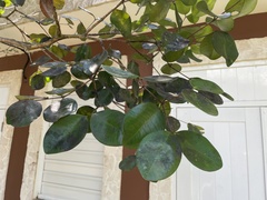 Calyptranthes estremerae