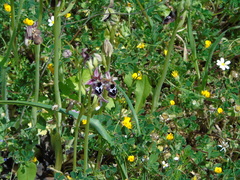Ophrys reinholdii