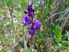 Orchis quadripunctata