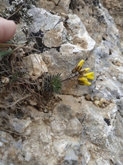 Draba cuspidata