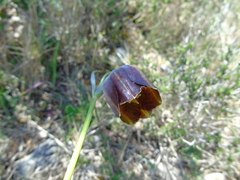 Fritillaria mutabilis