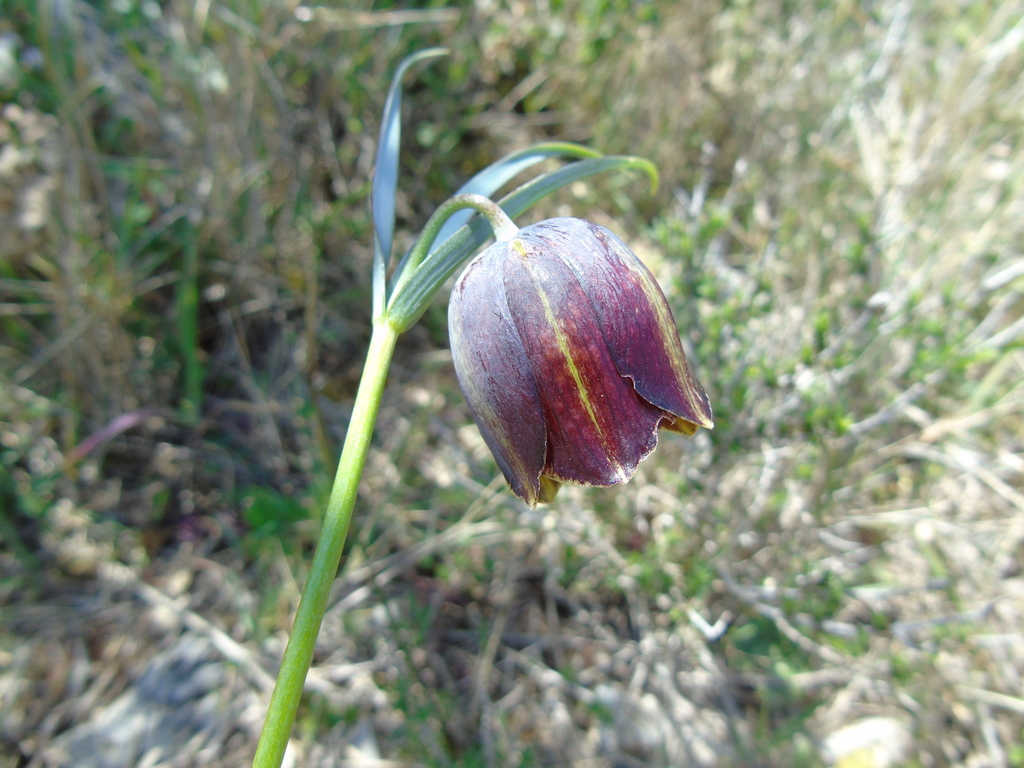Fritillaria mutabilis