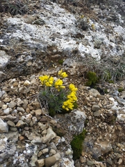 Draba cuspidata