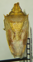 Oebalus pugnax