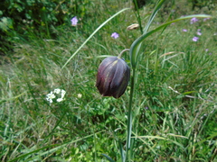 Fritillaria mutabilis