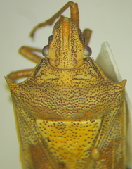 Oebalus pugnax