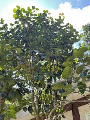 Calyptranthes estremerae