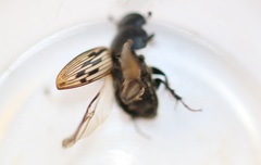 Acrossus luridus