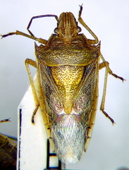 Oebalus mexicanus