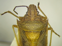 Oebalus mexicanus