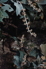 Miconia ferruginata