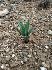 Eremurus spectabilis