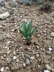 Eremurus spectabilis