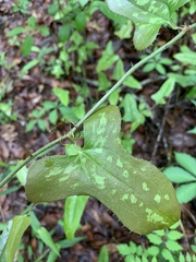 Smilax bona-nox image
