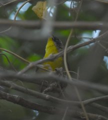 Geothlypis trichas