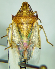 Oebalus mexicanus