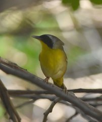 Geothlypis trichas