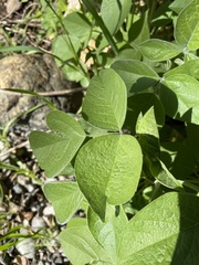 Psoraleeae