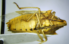 Oebalus mexicanus