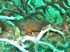 Epinephelus ongus