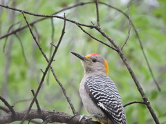 Melanerpes aurifrons
