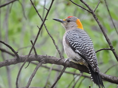 Melanerpes aurifrons
