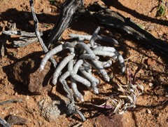 Anacampseros ustulata