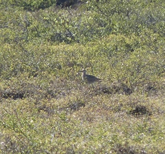 Numenius phaeopus hudsonicus