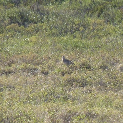 Numenius phaeopus hudsonicus
