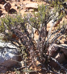 Pachypodium