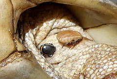Hyalomma aegyptium