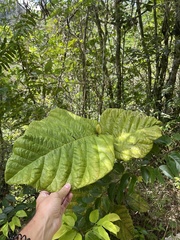 Coccoloba rugosa