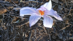 Crocus pallasii