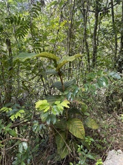 Coccoloba rugosa