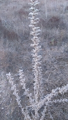Echium glomeratum