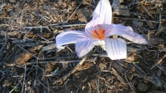 Crocus pallasii